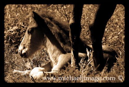 "wild horse foal"
verde river, az.